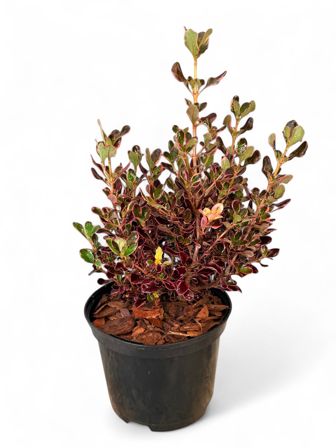 Coprosma Repens &quot;Pacific Sunrise&quot; 17cm Pot