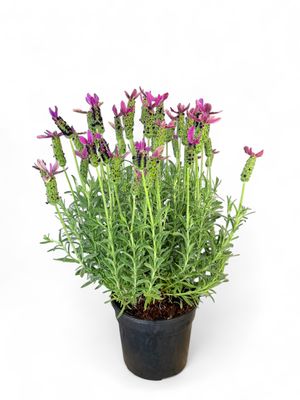 Lavandula Stoechas &quot;Lavender&quot; 14cm Pot