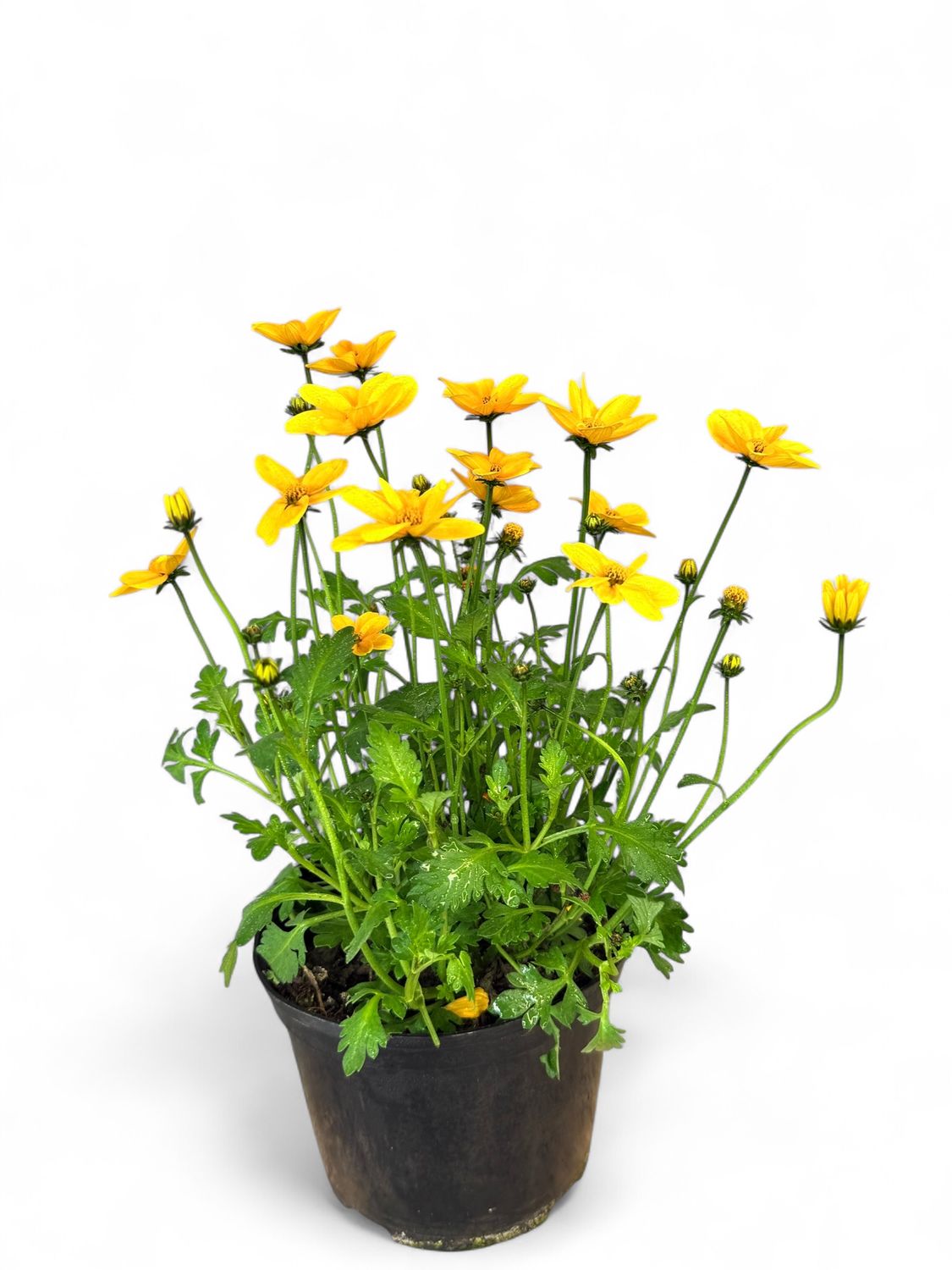 Bidens Ferulifolia &quot;Golden Empire&quot; 15cm Pot