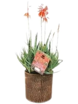 Cylinder Pot Small Mecca Brown - H200mm x W200mm - 3kg