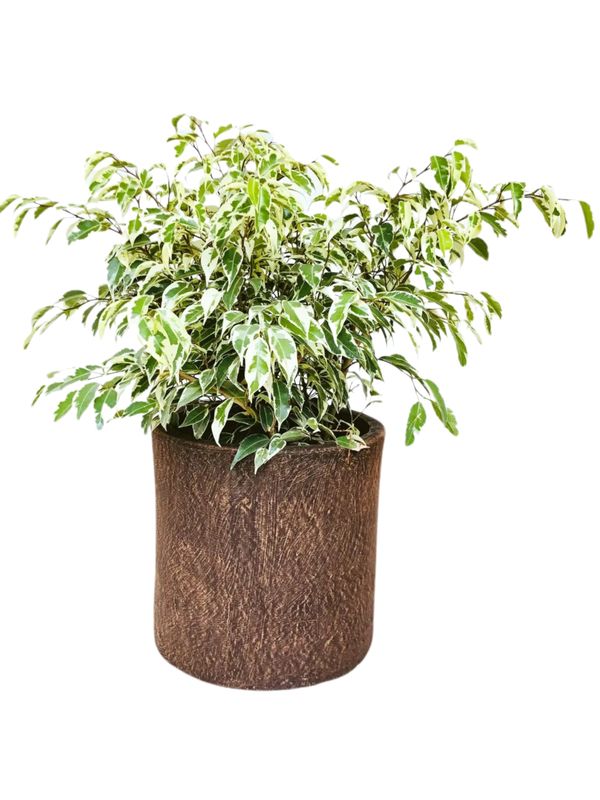 Cylinder Pot Medium Mecca Brown - H270mm x W280mm - 7kg