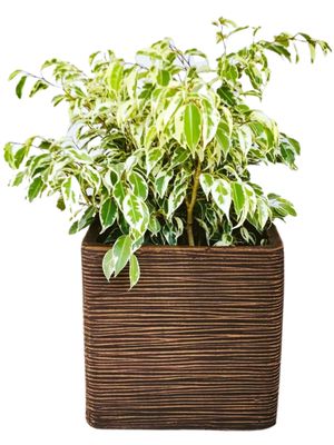 Braided Square Planter Medium Mecca Brown Finish - H300mm x W300mm - 10kg