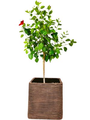 Braided Square Planter Large Mecca Brown Finish - H400mm x W400mm - 24kg