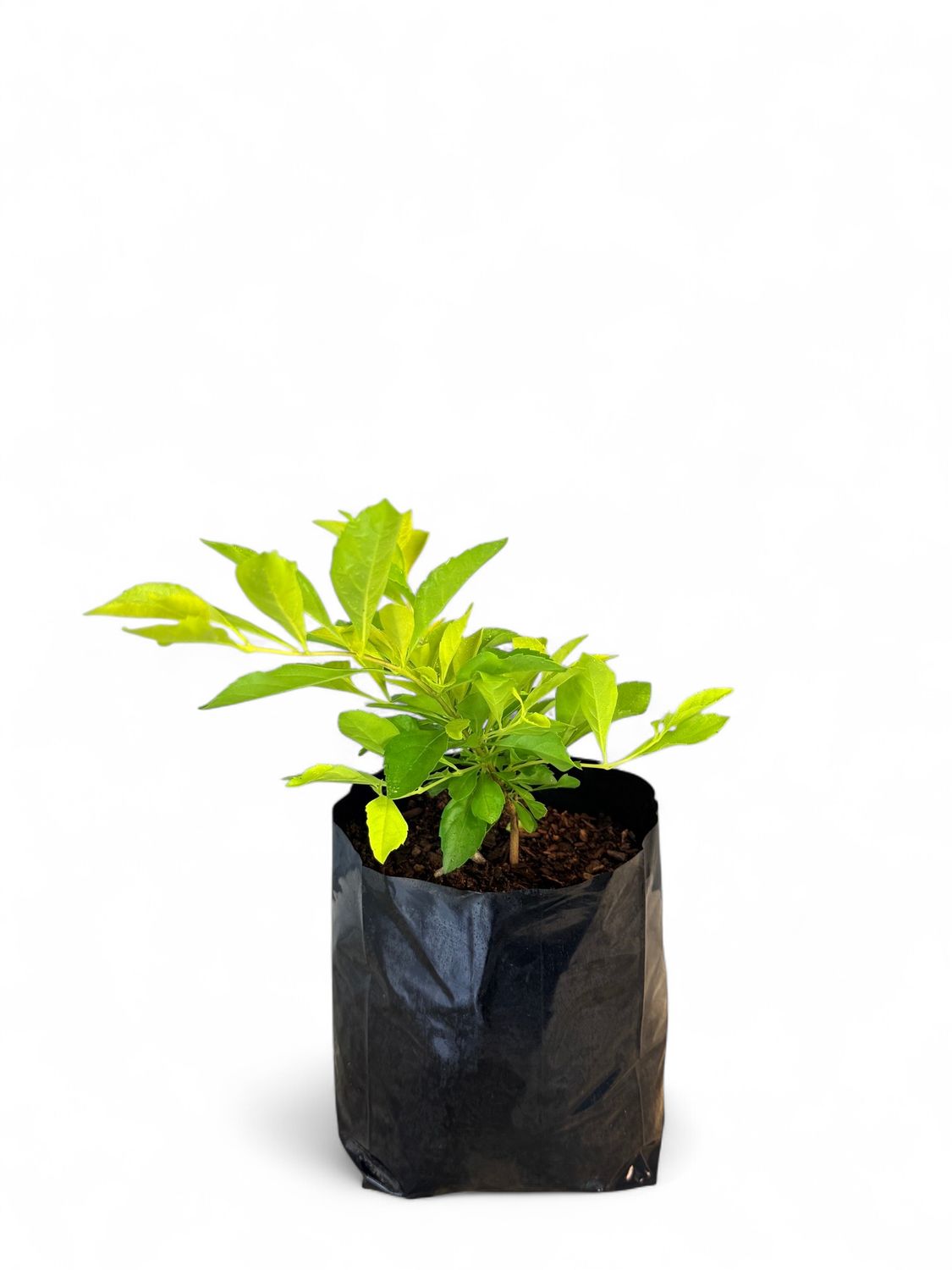 Duranta Gold 2.5Liter Landscaping