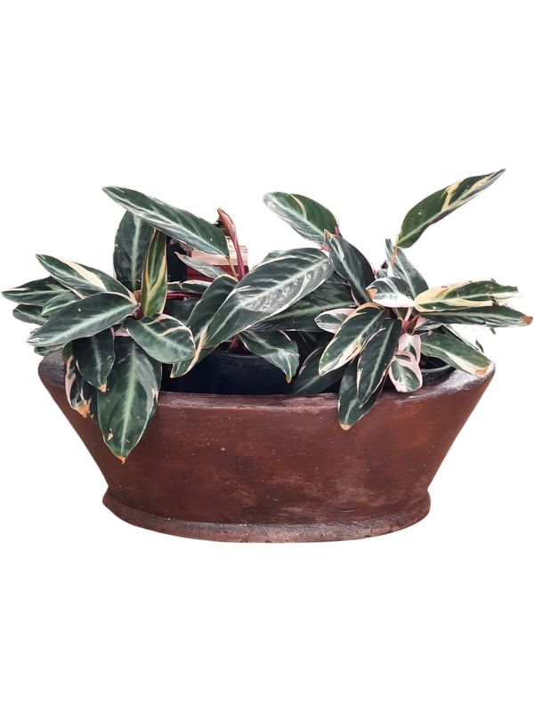 Oval Flower Box Brown Clay Finish - H220mm x W300mm x L585mm
