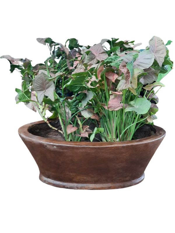 Oval Flower Box Honey Clay Finish - H220mm x W300mm x L585mm