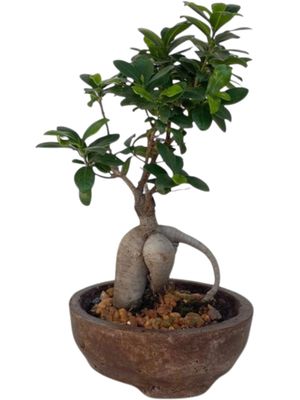 Acacia Bonsai Round Planter Brown Clay Finish - H85mm x W220mm - 2.5kg