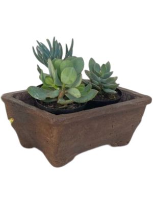 Acacia Bonsai Rectangular Planter Brown Clay Finish - H110mm x W270mm - 3.5kg