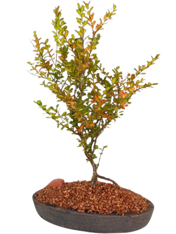 Serissa Bonsai Planter Mecca Brown Finish - H50mm x L300mm - 2kg