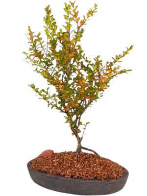 Serissa Bonsai Planter Mecca Brown Finish - H50mm x L300mm - 2kg
