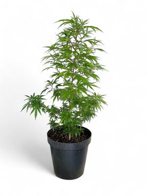 Cannabis “Original Malawi Gold&quot; Female Clone 20cm Pot