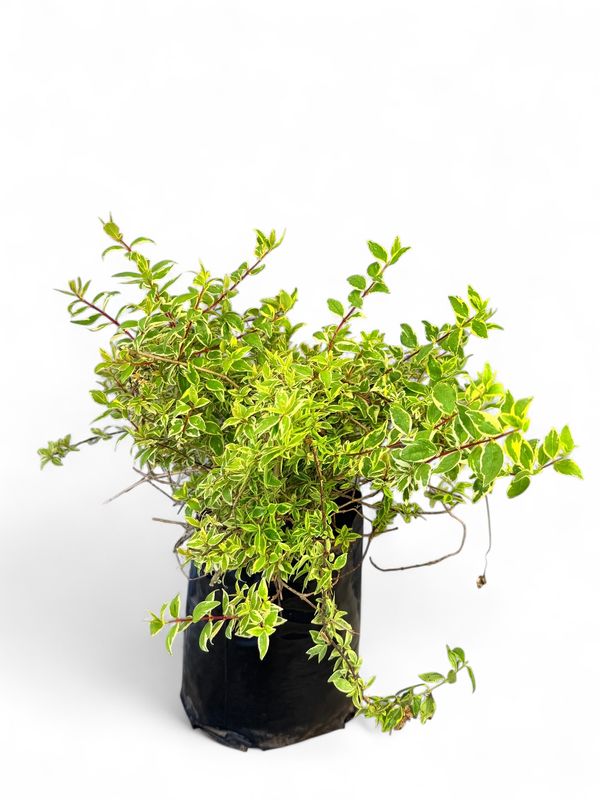 Abelia x grandiflora Kaleidoscope var. 5 liters