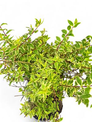 Abelia x Grandiflora "Kaleidoscope" 5Liters