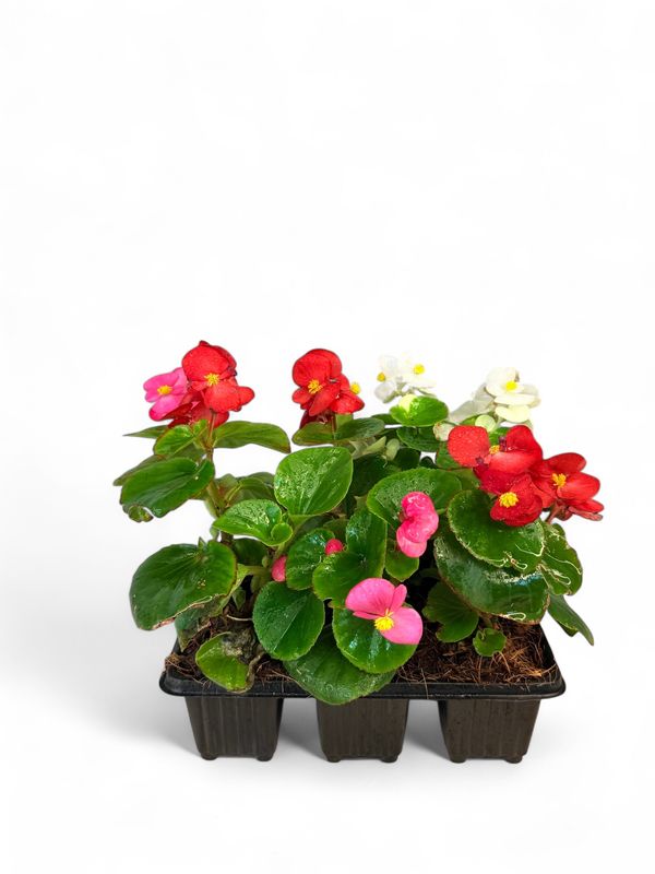 Begonia Green Leaf &quot;Mixed Colours&quot; Seedlings 6 Pack