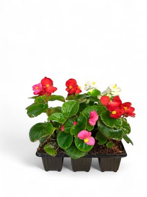 Begonia Green Leaf &quot;Mixed Colours&quot; Seedlings 6 Pack