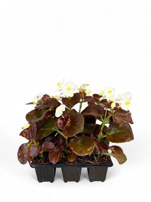 Begonia Bronze Leaf &quot;White&quot; Seedlings 6 Pack