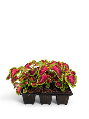 Coleus &quot;Kong Rose&quot; Seedlings 6 Pack
