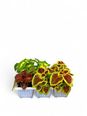 Coleus &quot;Mixed Colours&quot; Seedlings 6 Pack