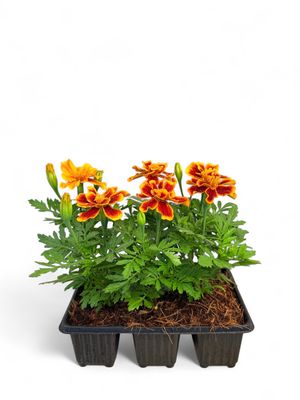 Marigold &quot;Flame Sun&quot; Seedlings 6 Pack