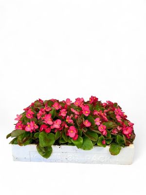 Begonia Green Leaf &quot;Rose&quot; Seedlings 30 Pack