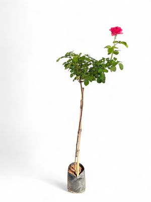 Rose &quot;Bright Pink&quot; Standard 5 Liter