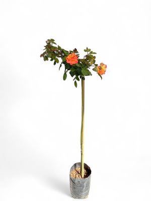 Rose &quot;Coral Pink&quot; Standard 5Liter