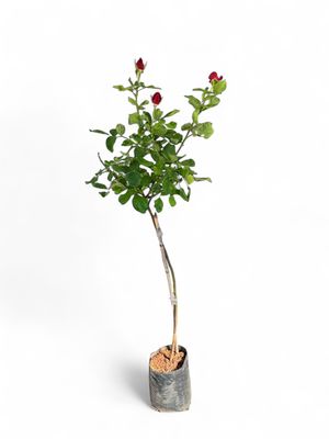 Rose &quot;Red&quot; Standard 5Liter
