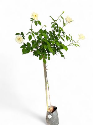 Rose Iceberg &quot;White&quot; Standards 5L