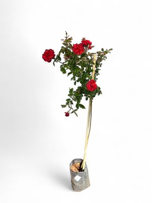Rose &quot;Red&quot; Standard 5Liter