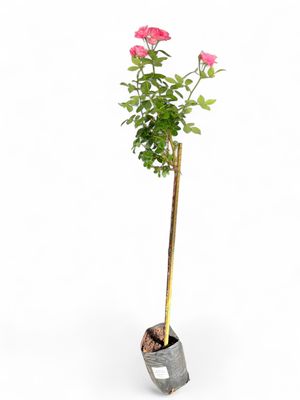 Rose Simplicity &quot;Pink&quot; Standard 5Liter
