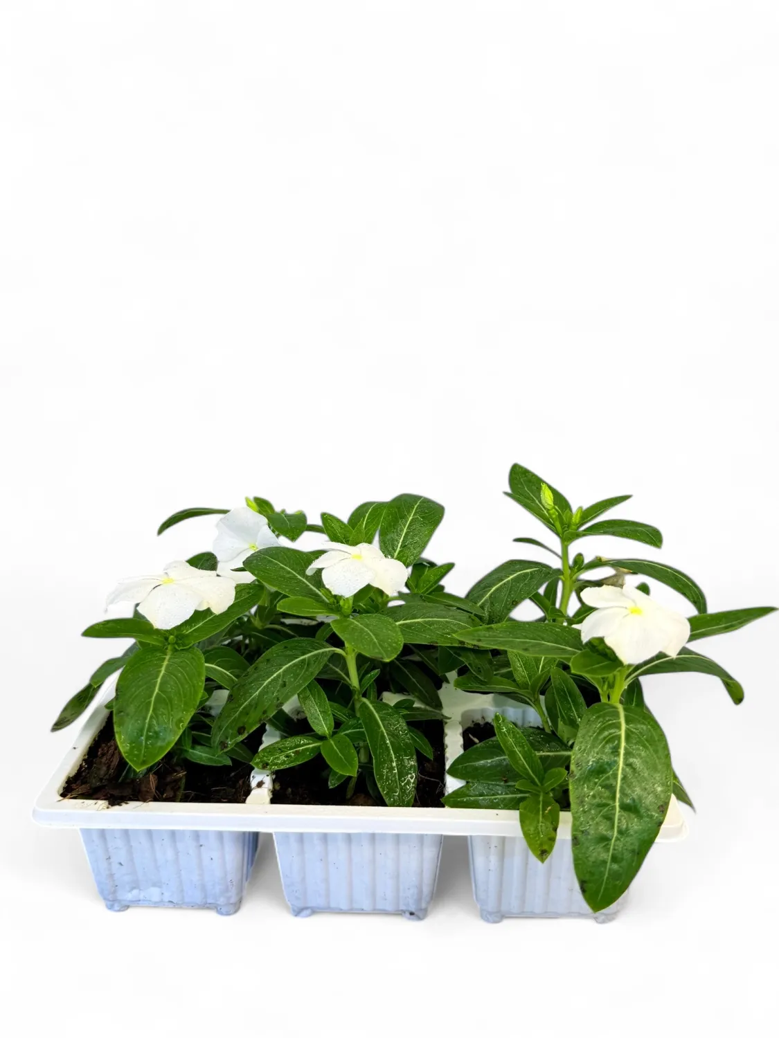 Vinca &quot;White&quot; Seedlings 6 Pack