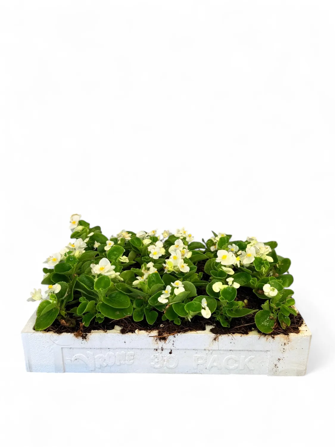 Begonia Green Leaf &quot;White&quot; Seedlings 30 Pack