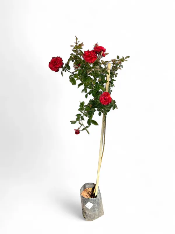 Rose &quot;Red&quot; Standard 5Liter