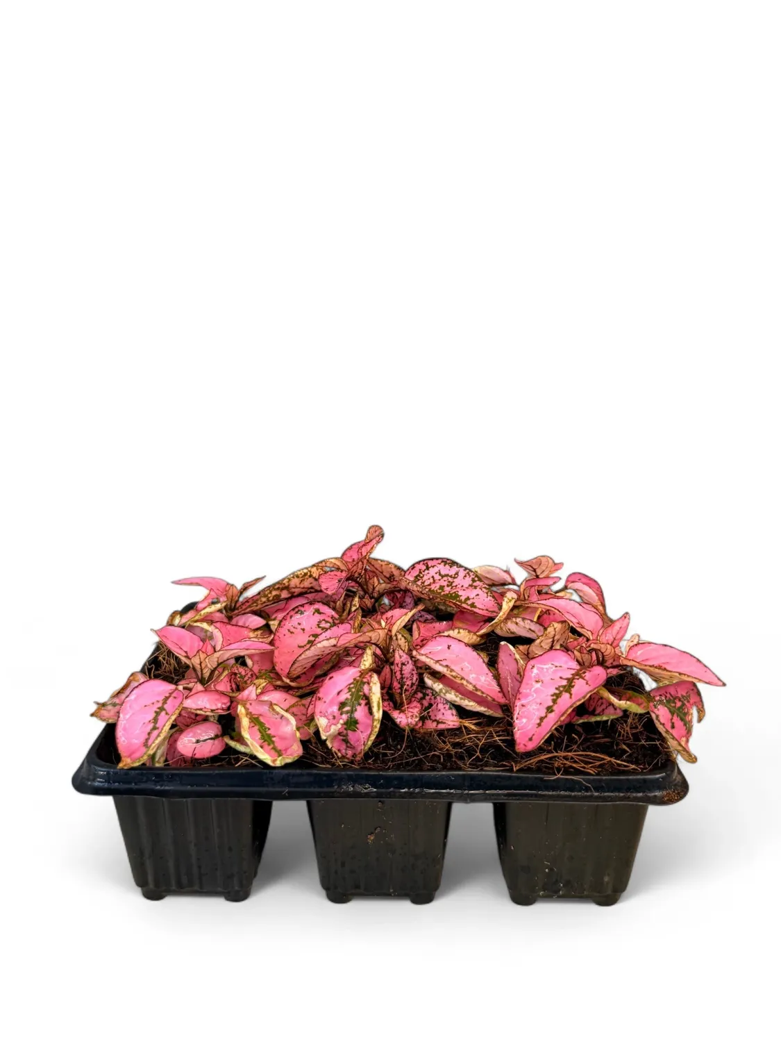 Hypoestes Confetti &quot;Pink&#39; Seedlings 6 Pack