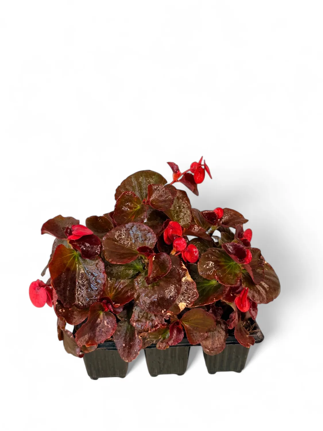 Begonia Bronze Leaf &quot;Scarlet&quot; Seedlings 6 Pack