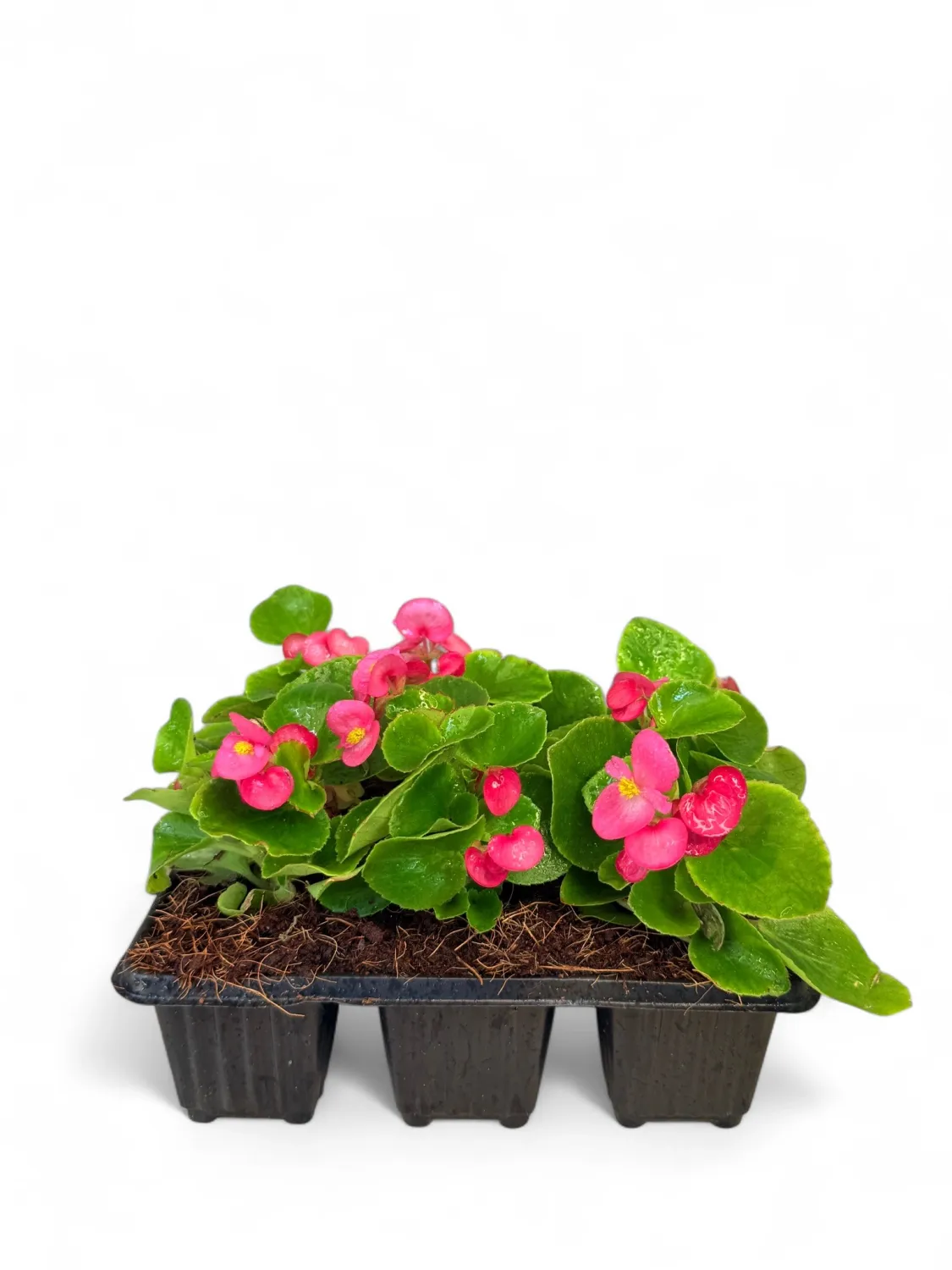 Begonia Green Leaf &quot;Rose&quot; Seedlings 6 Pack