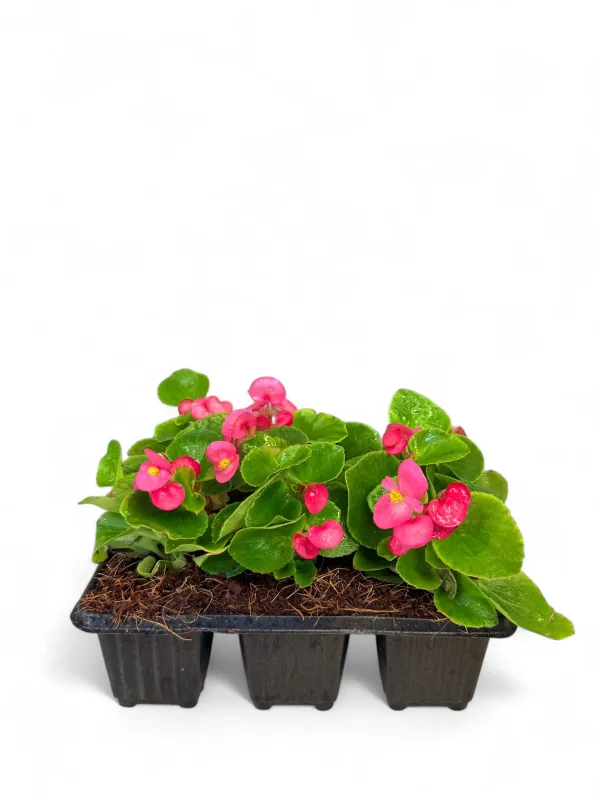 Begonia Green Leaf &quot;Rose&quot; Seedlings 6 Pack