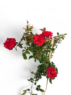 Rose "Red" Standard 5Liter