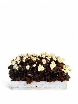 Begonia Bronze Leaf &quot;White&quot; Seedlings 30 Pack