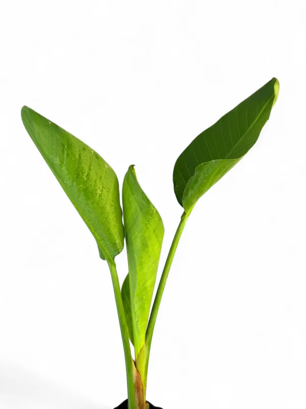 Strelitzia Nicolai "Bird Of Paradise" 5 Liter