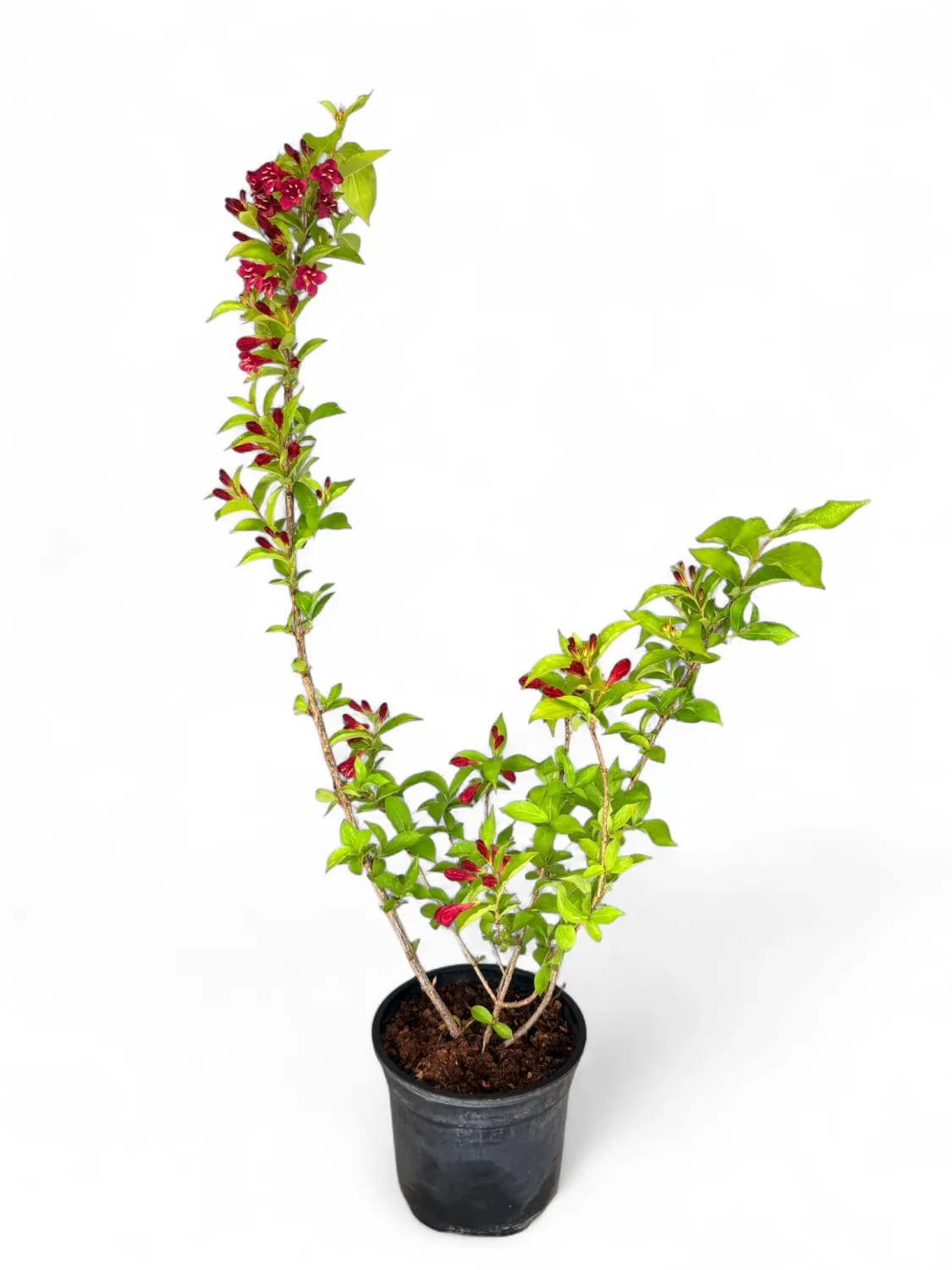 Kaunis Veigela &quot;Weigela Florida&quot; 16.5cm Pot