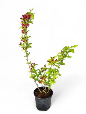 Kaunis Veigela &quot;Weigela Florida&quot; 16.5cm Pot