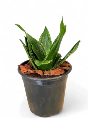 Sanseviera Trifasciata &quot;Dwarf Whitney&quot; 15cm Pot