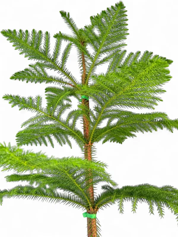 Araucaria Heterophylla "Norfolk Island Pine" 30cmPot