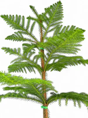 Araucaria Heterophylla "Norfolk Island Pine" 30cmPot