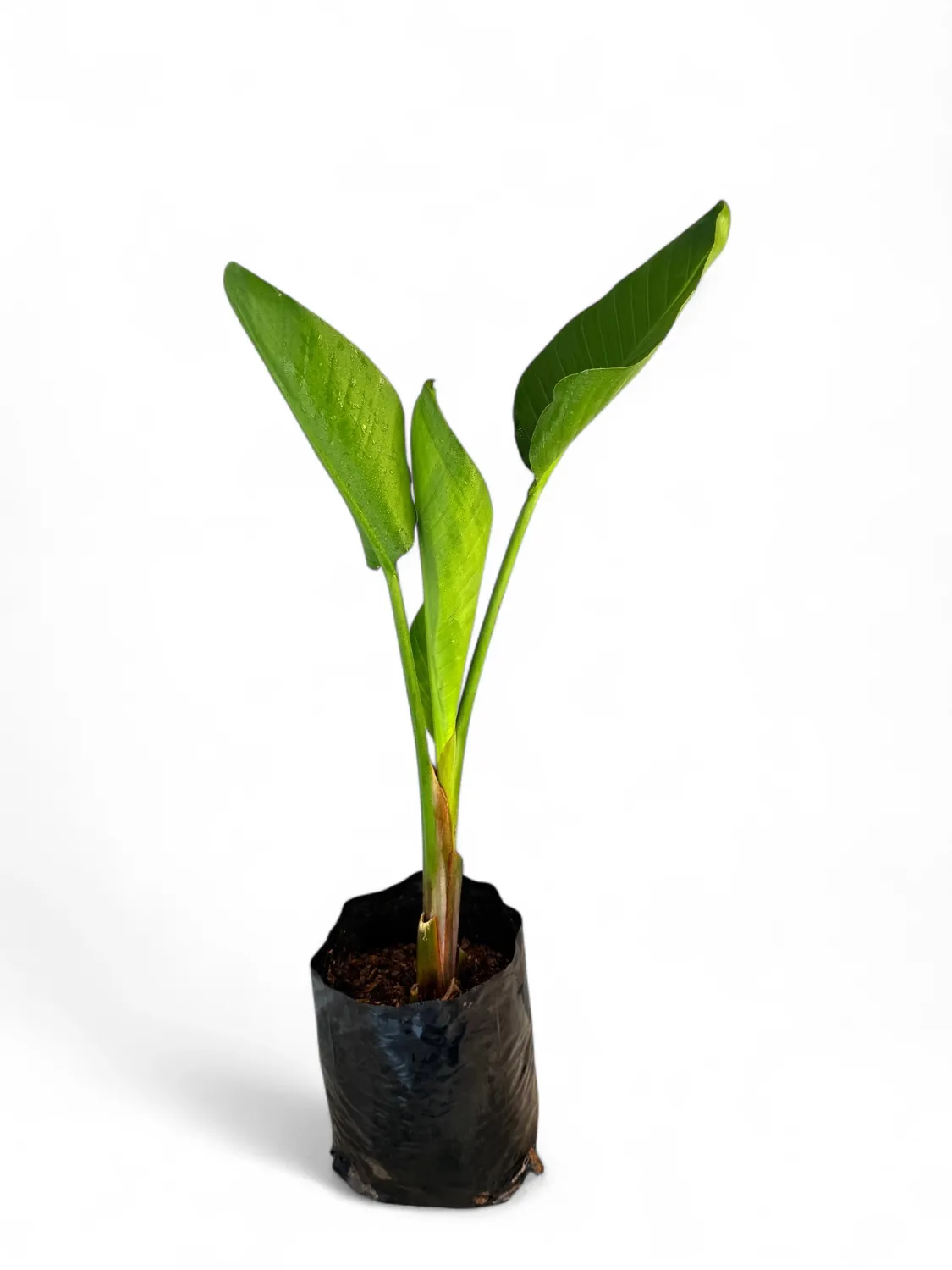 Strelitzia Nicolai 5 Liter