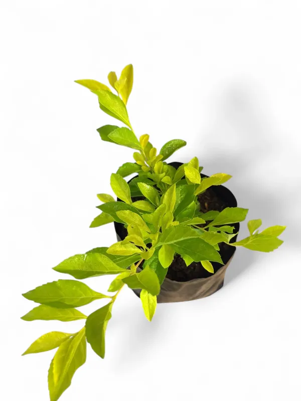 Duranta Erecta "Golden Duranta" 2.5Liter