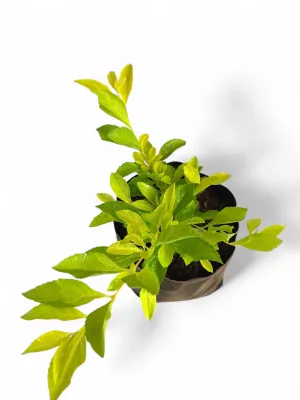 Duranta Erecta "Golden Duranta" 2.5Liter