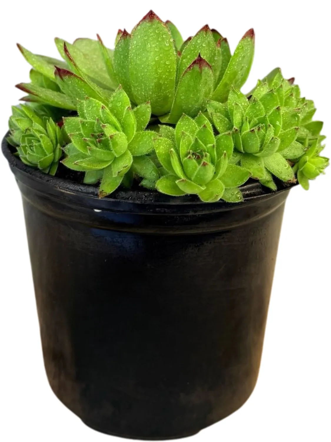 Sempervivum Tectorum 15cm Pot