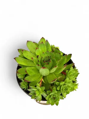 Sempervivum Tectorum "Hens And Chicks" 15cmPot